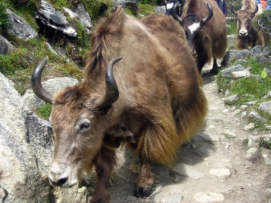 Galería de imágenes: Los yaks en el Himalaya - Viajablog Galería de imágenes: Los yaks en el Himalaya - Viajablog