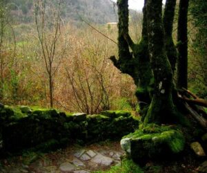 Excursión por Slieve Bloom en Irlanda