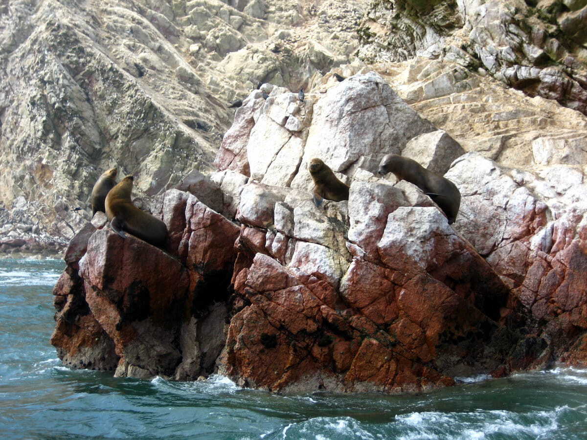 Focas Islas Ballestas