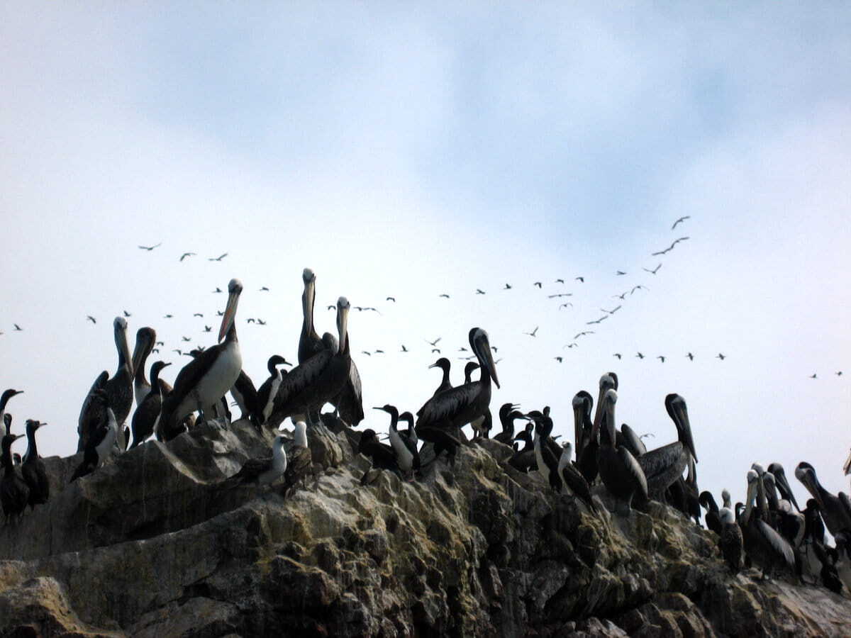 fauna en las islas Ballestas