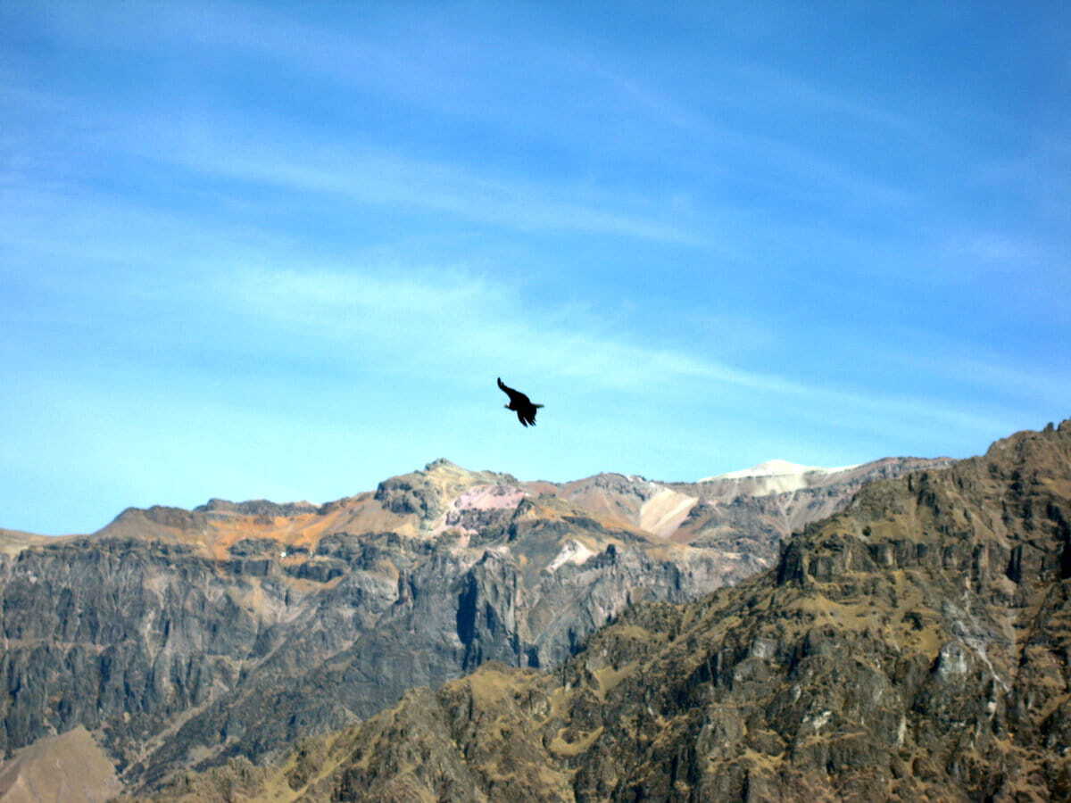 Un cóndor en el cañón de Colca