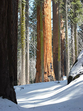 tahoe-bosque