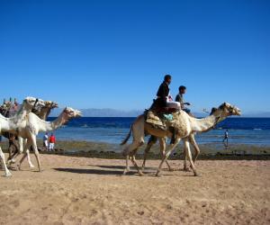 Camellos en la playa de Dahab