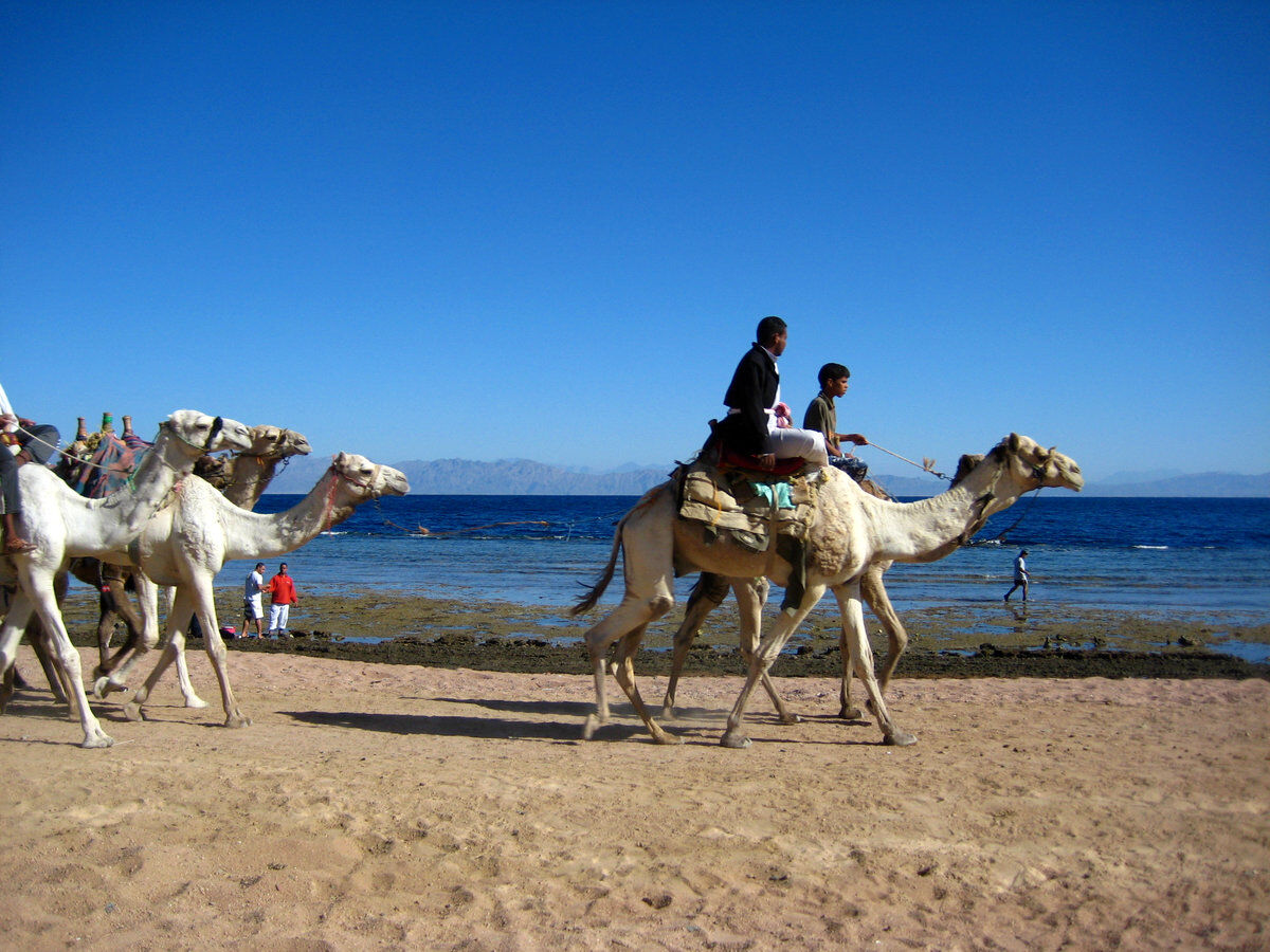 Camellos en la playa de Dahab