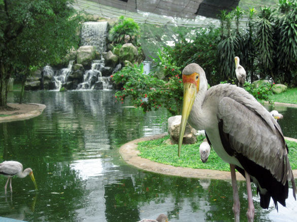pajaro pajaro