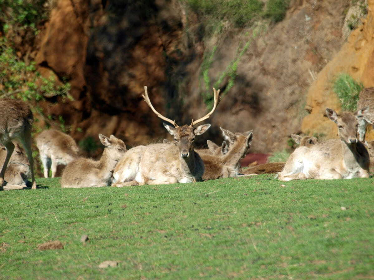 Cabárceno