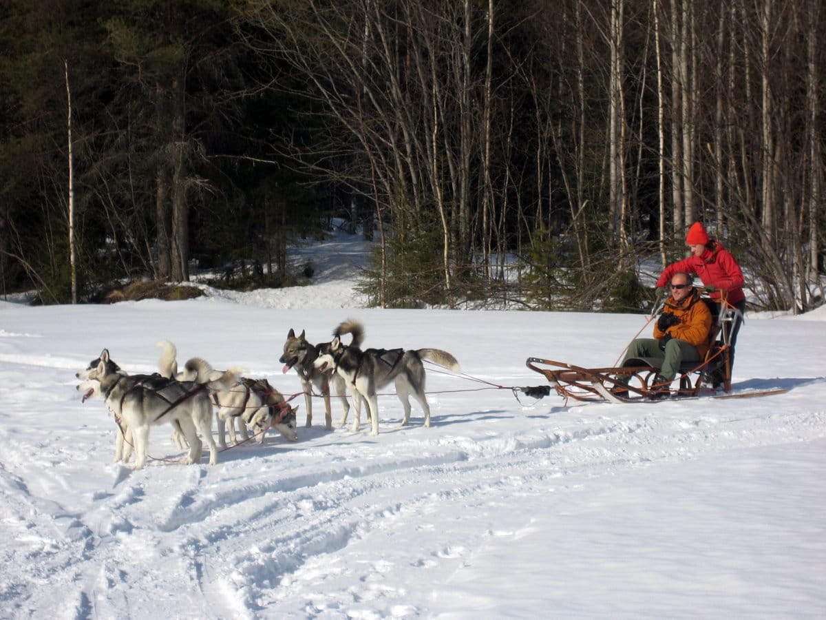 Huskies en Laponia