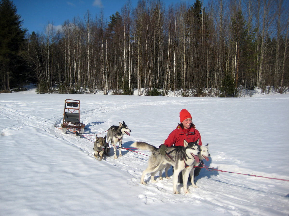 Huskies en Laponia