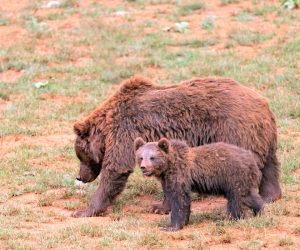 Osos en Cabárceno