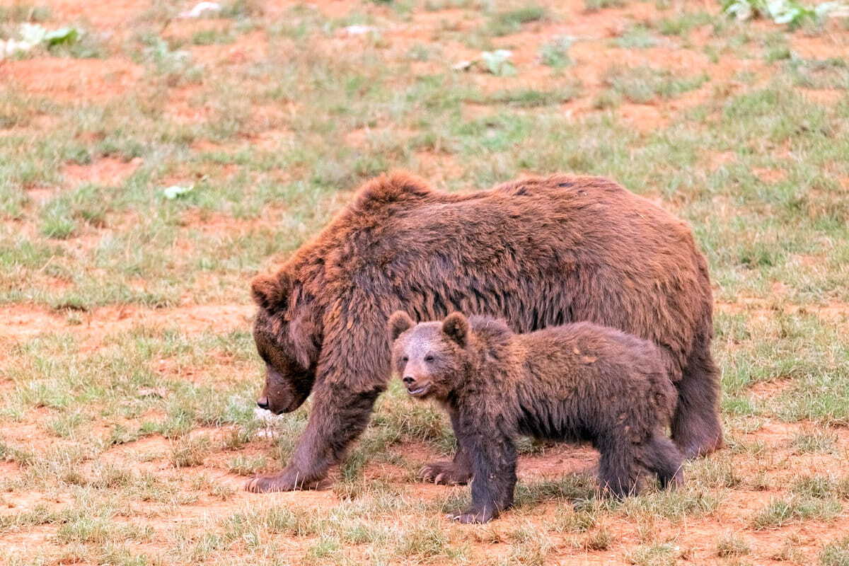 Osos en Cabárceno