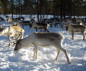 manada-renos-laponia-sueca