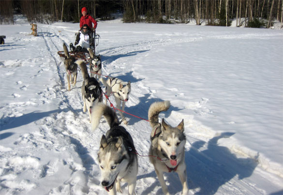 perros_huskies_trineo_laponia perros_huskies_trineo_laponia