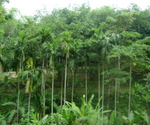 El cultivo masivo de palma en Tailandia