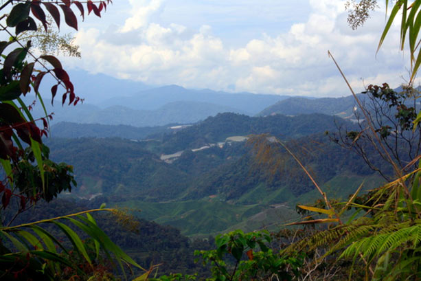 cameron_highlands