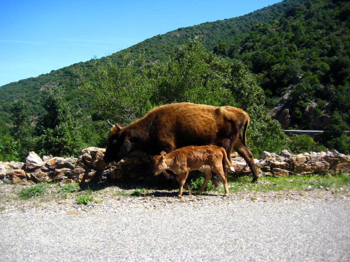 Vacas de Córcega