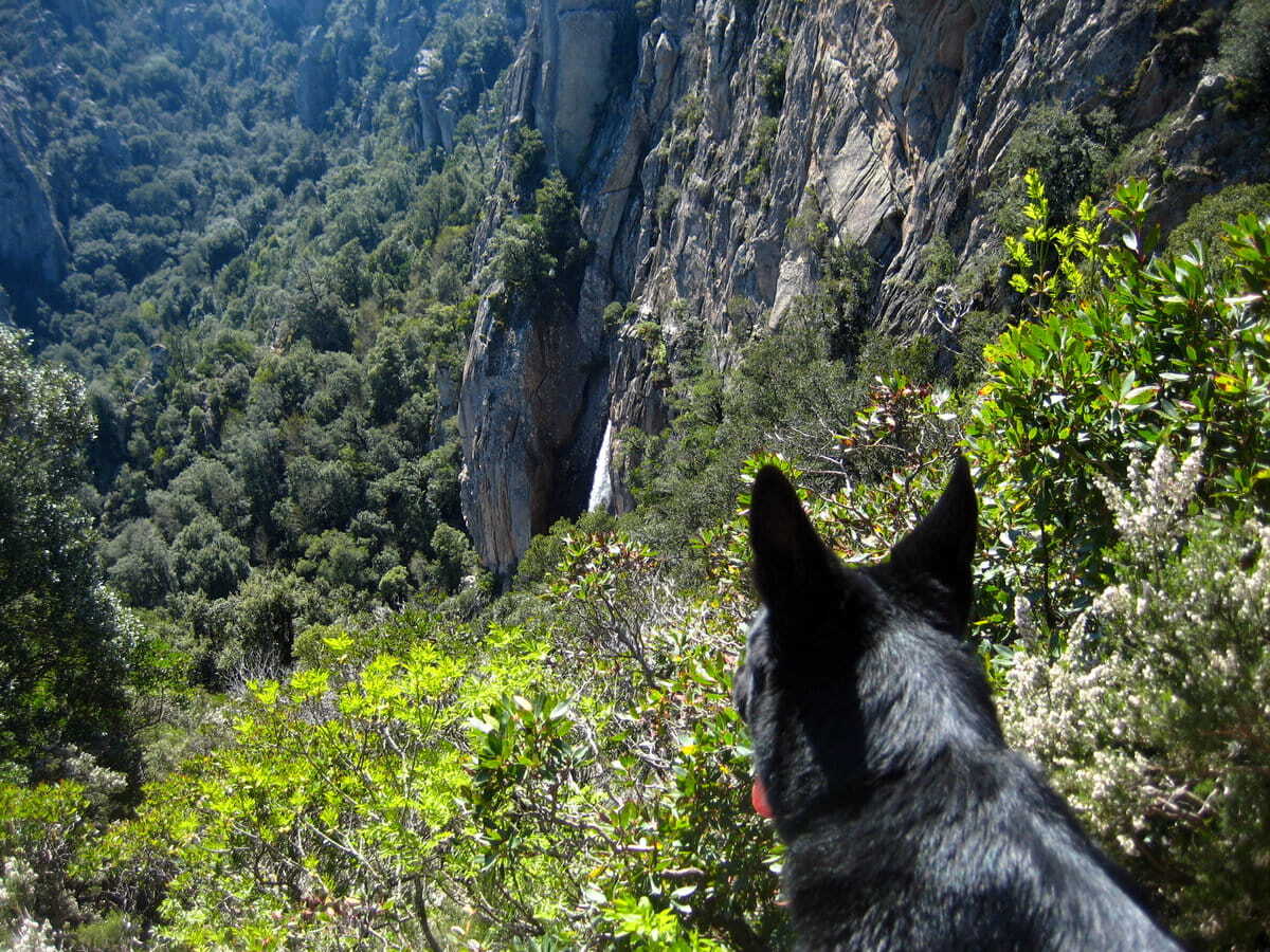 Un perro observando la cascada de Ghjaddu