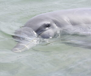 Delfines en Monkey MIa en Western Australia