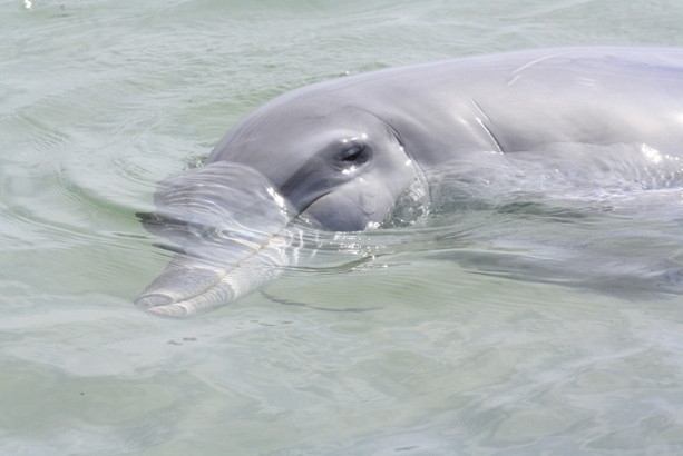 Delfines en Monkey MIa en Western Australia