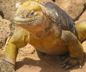 Presupuesto para viajar a las islas Galápagos