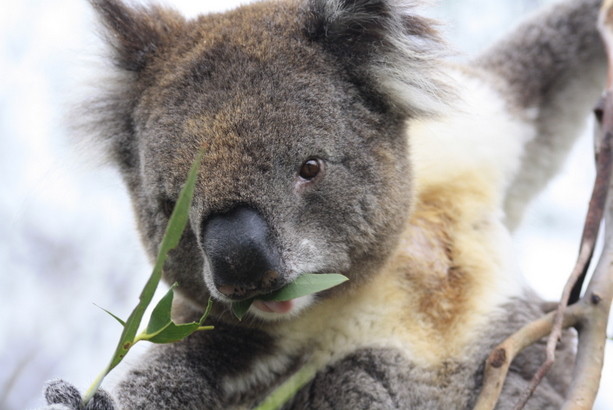 koalas australia