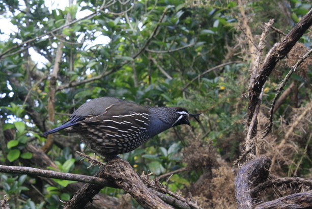 aves_abel_tasman