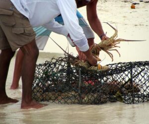 los-roques-langostas