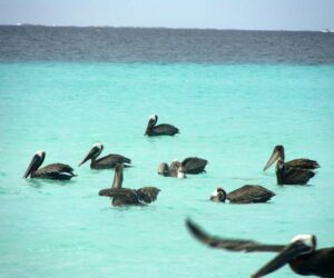 los-roques-pelicanos