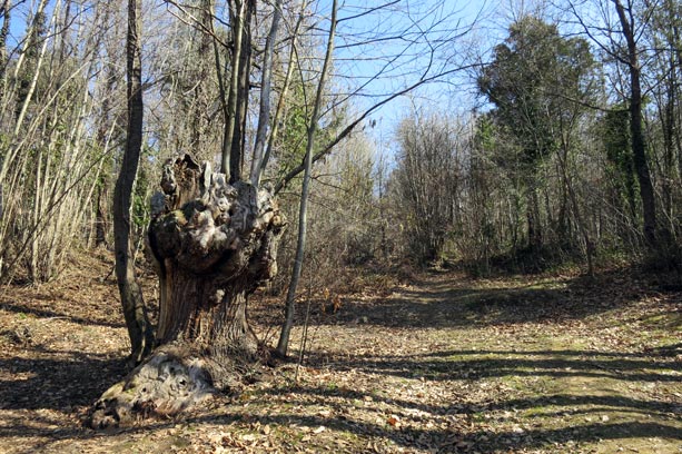 castanyer-montseny-viladrau