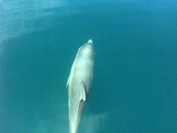 delfines-boca-toro-panama