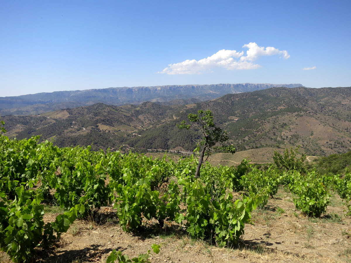 Las viñas de Capafons Ossó con las paredes del Montsant al fondo
