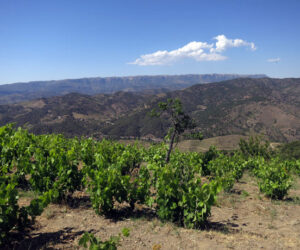 viñas-capafons-osso-priorat