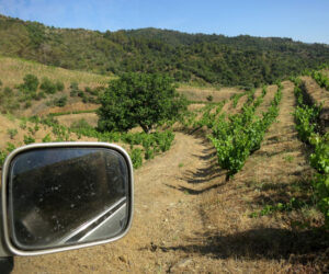 viñedos-priorat