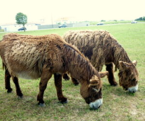 Visita a Isla de Ré: Saint Martin de Ré y los burros con pantalones
