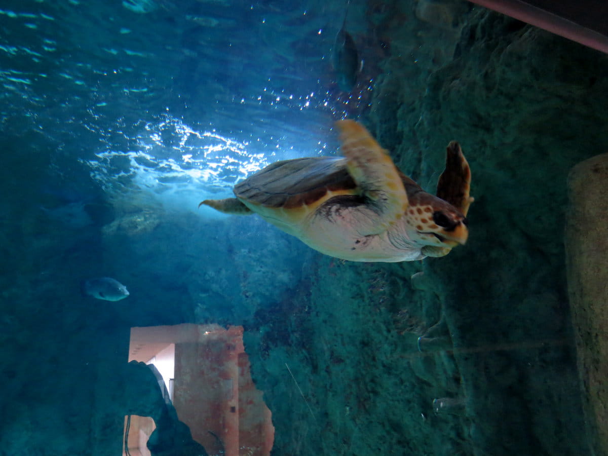 Una tortuga en el Museo del Mar en Biarritz