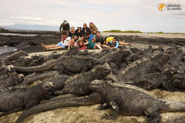 iguanas-galapagos