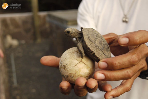 tortuga-galapagos