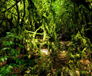 bosque-espeso-arriege