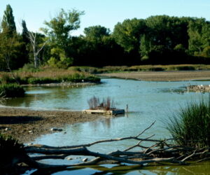 Visita a los humedales de Salburua en Vitoria