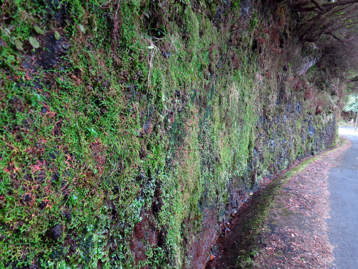 Levada en Madeira