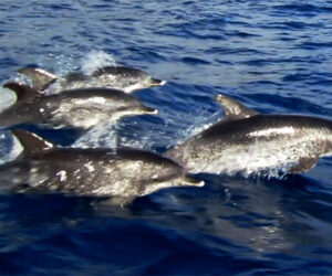 delfines-madeira