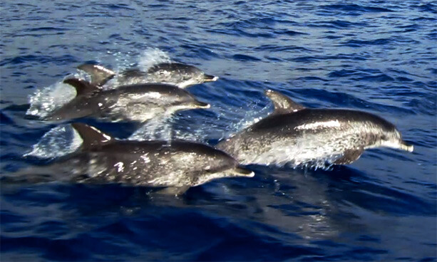 delfines-madeira