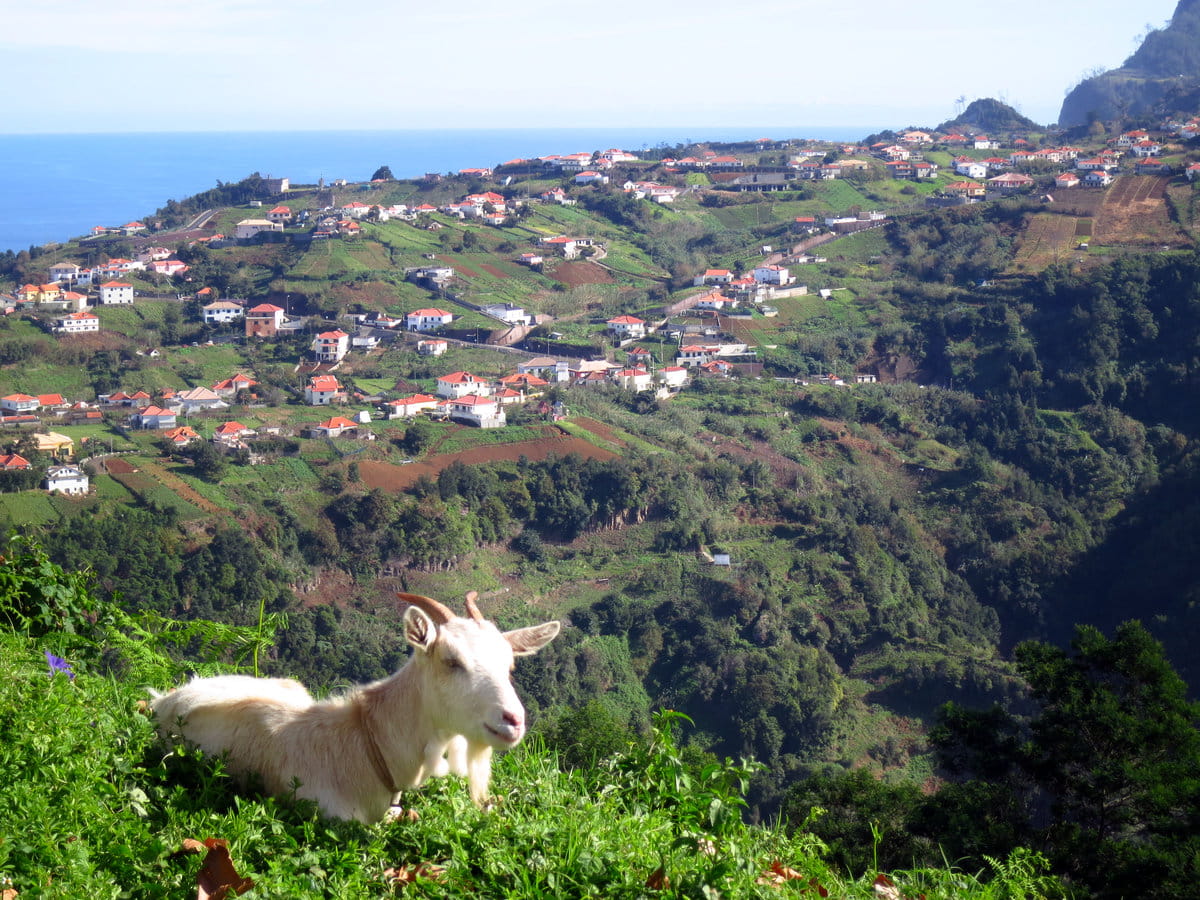Madeira paisaje
