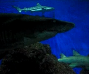 Tiburones Acuario Sentosa Singapur