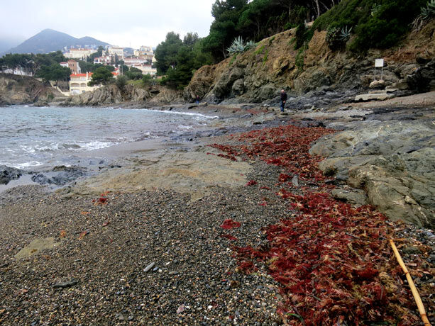 playa-llanca
