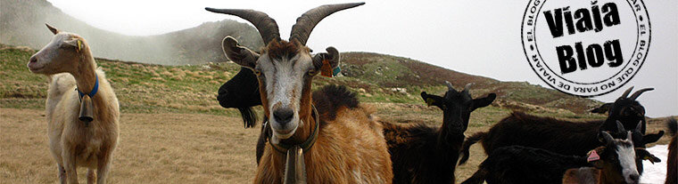 Portada 66: Cabras en el Pirineo