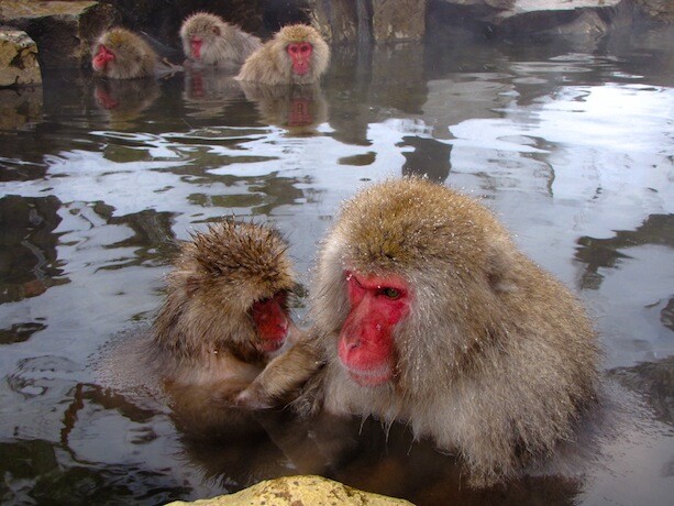 Monos en aguas termales de Yudanaka