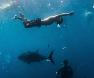 Buceo con atunes en Ametlla