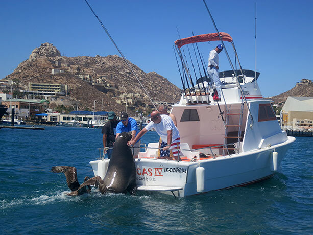 leon-marino-los-cabos