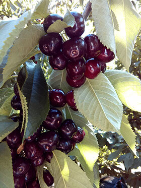 cerezas-picota-jerte