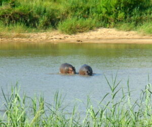 Experiencia en el Parque Nacional Kruger en Sudáfrica (II)